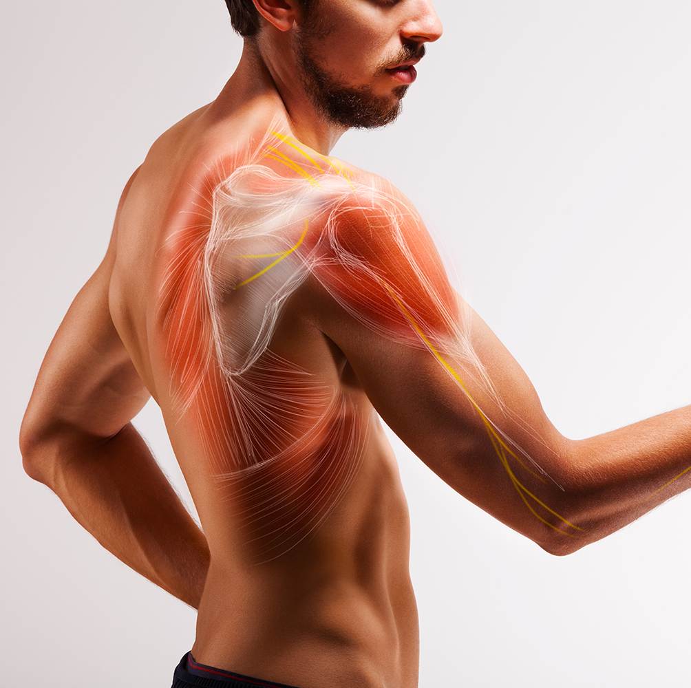 Man with extended arm. Illustrated representation of the tendon, scapula and nerves of the human arm.